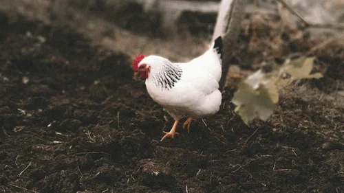 Ferienwohnung am Ritten: Armonia, Hof mit Musik Weißes Huhn mit rotem Kamm steht auf dunkler Erde